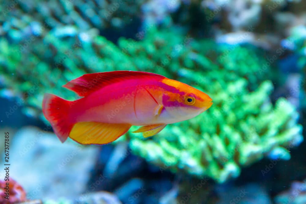 Flame Wrasse  (Cirrhilabrus jordani) endemic wrasse species of Hawaiian Islands