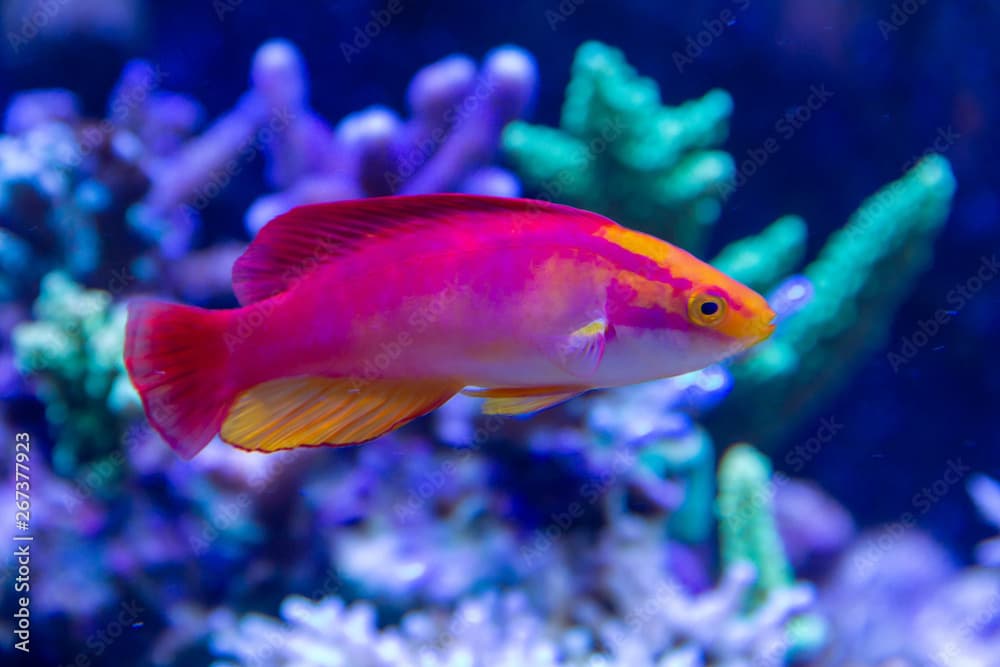 Flame Wrasse  (Cirrhilabrus jordani) endemic wrasse species of Hawaiian Islands