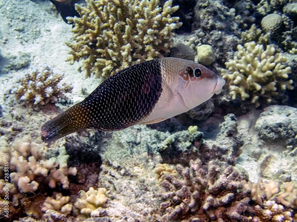 Blackeye Thicklip Wrasse (Hemigymnus melapterus)