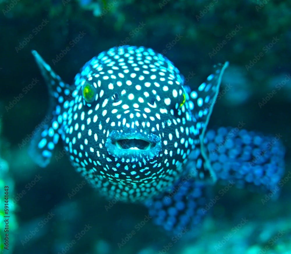 Arothron meleagris fish swimming in water