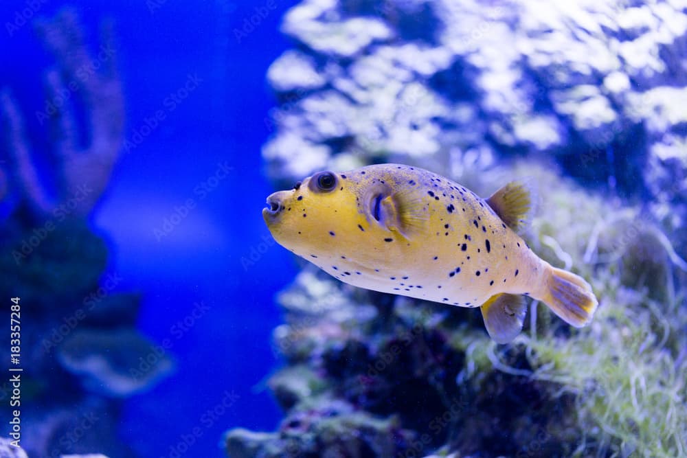 Arothron meleagris yellow in the aquarium.