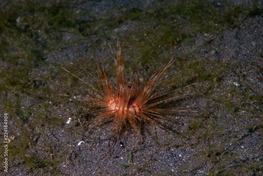 Magnificent Urchin Astropyga magnifica