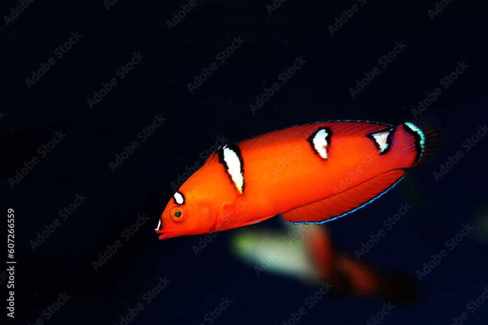 Juvenile Clown Wrasse (Coris gaimard)