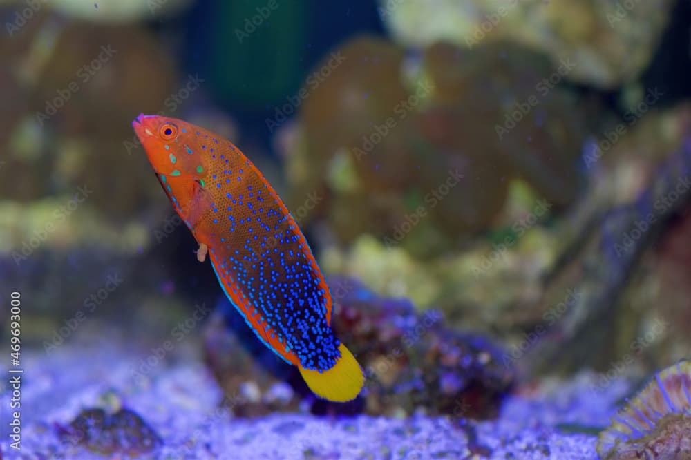 The Red Coris Wrasse, also known as the Clown Wrasse, Red Labrid, or Yellowtail Coris, Coris gaimard