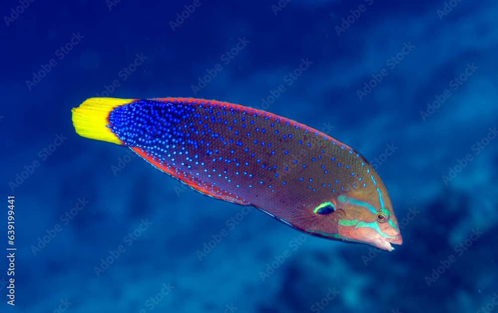 Yellowtail coris, Coris gaimard, Raja Ampat Indonesia.