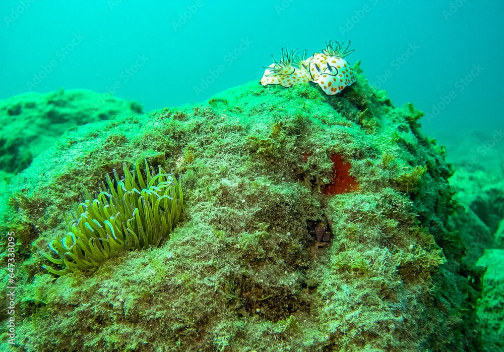Vibrant east mediterranean reef nudibranch sea slug Sea anemone sponge
