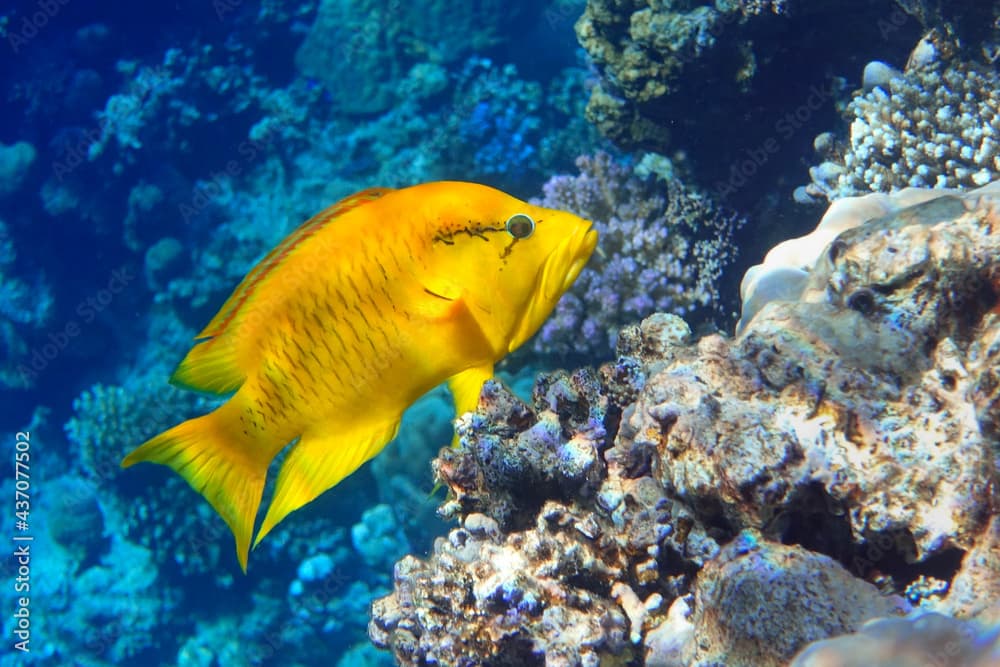 Female - Slingjaw wrasse (epibulus insidiator)  in the Red Sea 