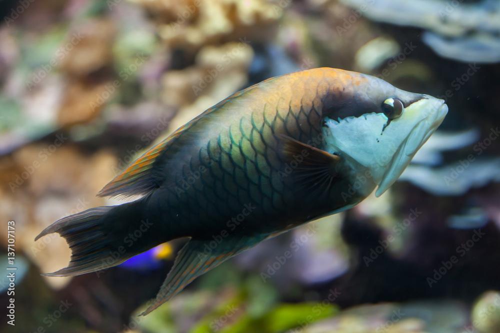 Slingjaw wrasse (Epibulus insidiator).