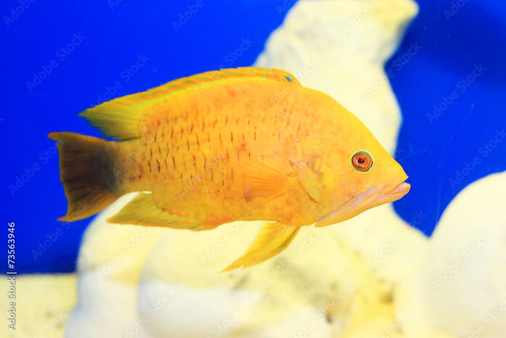 Sling-jaw wrasse (Epibulus insidiator) in Japan