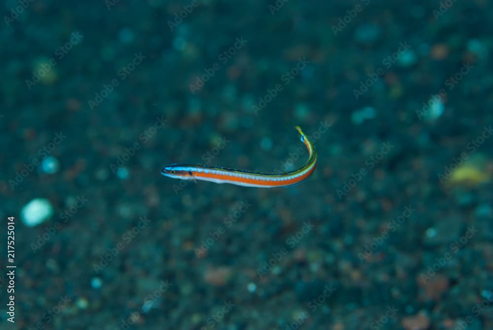 Neon worm-goby Gunnellichthys curiosus