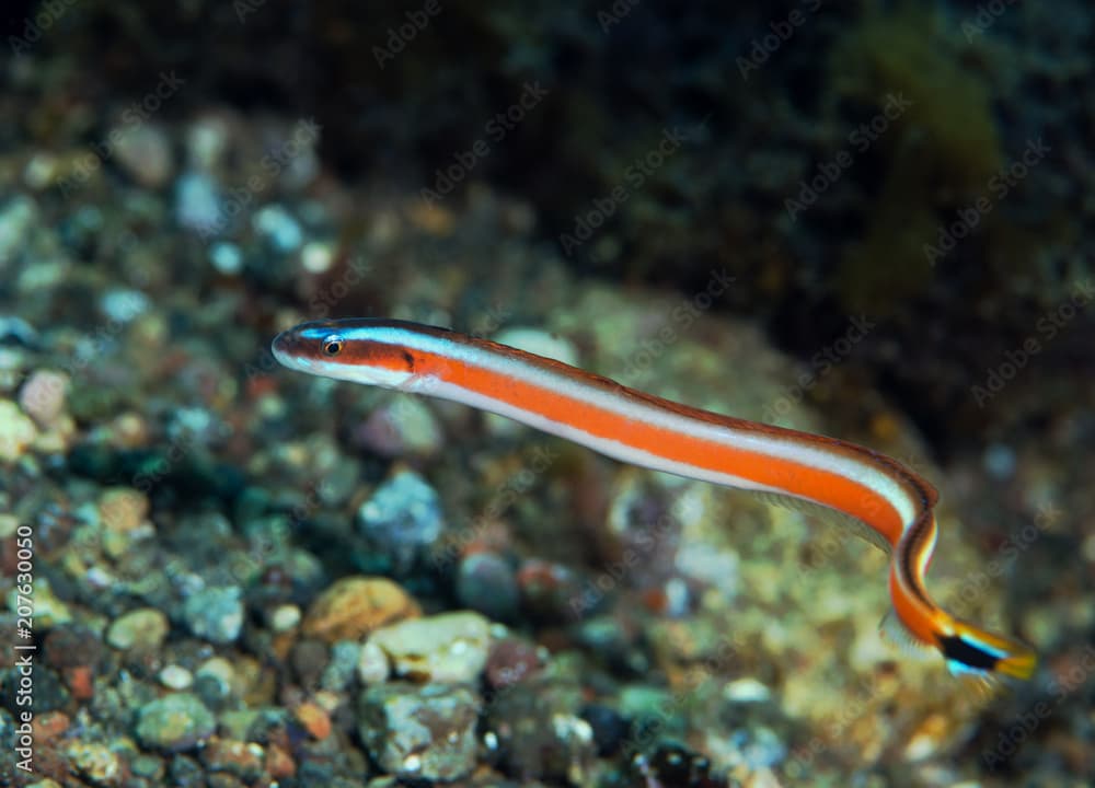 Curious wormfish, Gunnelichthys curiosus, Flores Indonesia