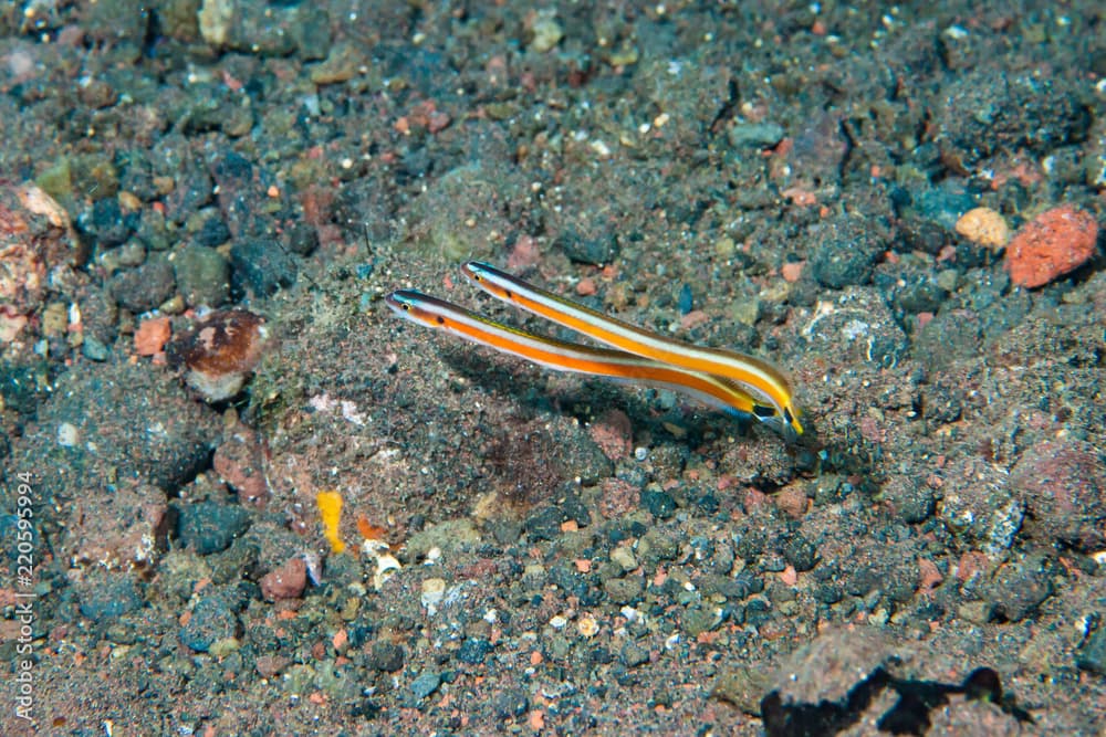 Neon worm-goby Gunnellichthys curiosus