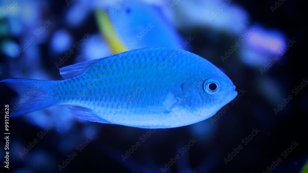 Black Axil Chromis (Chromis atripectoralis)