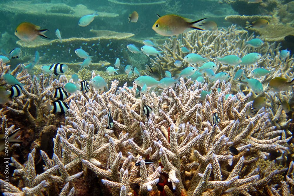 Black-axil chromis · Chromis atripectoralis · Reeflings Library