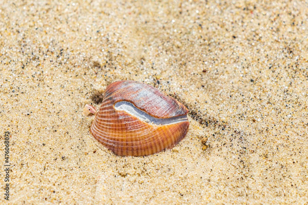 Mussels Shells on beach sand Botafogo Rio de Janeiro Brazil.