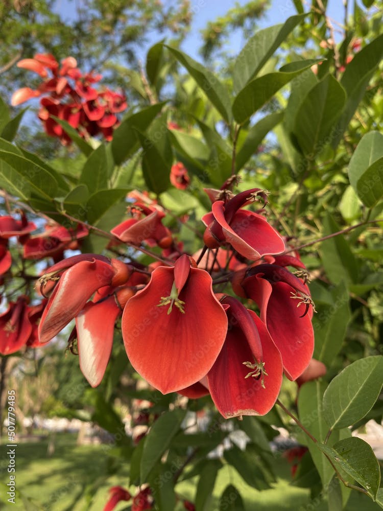Close-up view to flowering tree of erythrina crista-galli (also known as "Cockspur Coral Tree", Cry Baby, Firemans Cap, Brazilian Coral Tree).