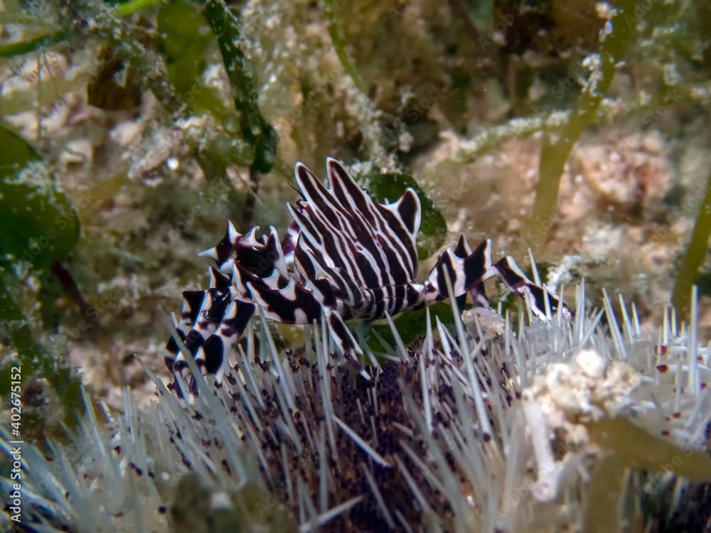 Zebra Urchin Crab (Zebrida adamsii)