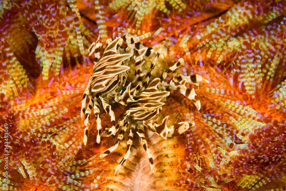 Zebra crabs, Zebrida adamsii, on a fire urchin, Asthenosoma varium, Komodo National Park, Indonesia.