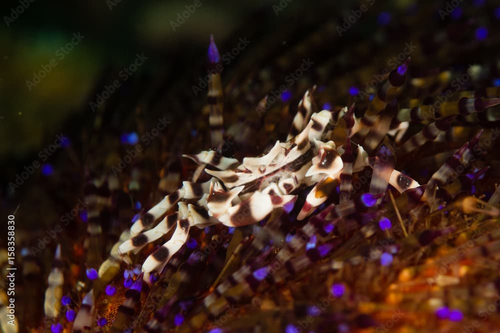 Zebra Urchin Fire Crab - Zebrida adamsii