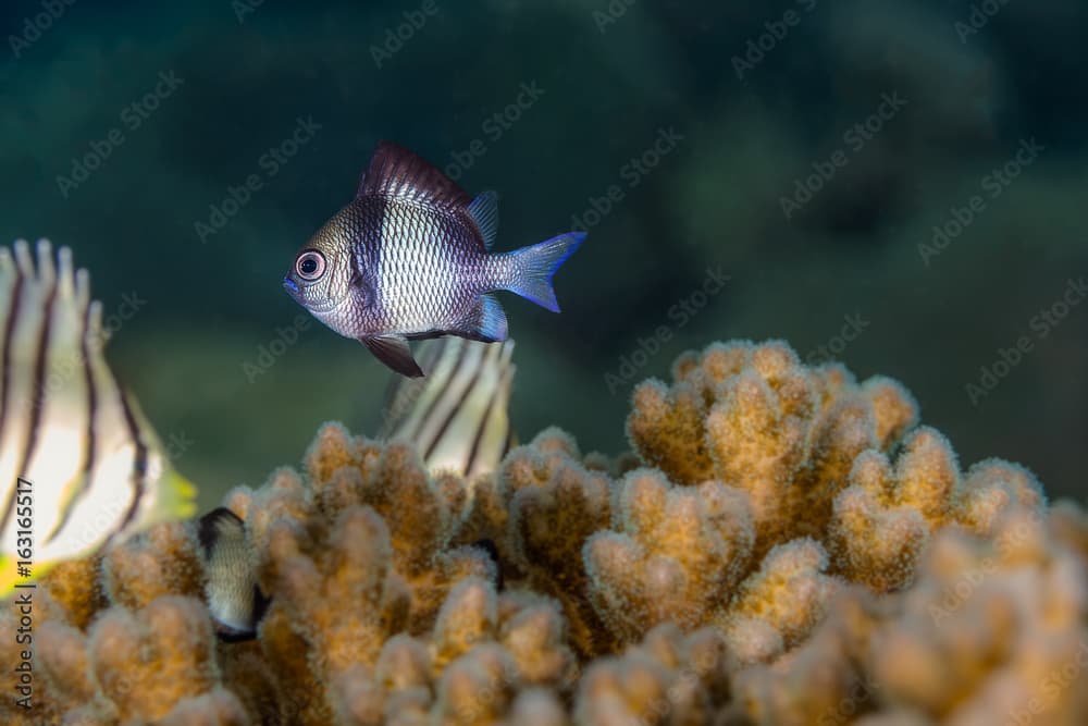 Two Stripe Damselfish (Dascyllus reticulatus) Fish