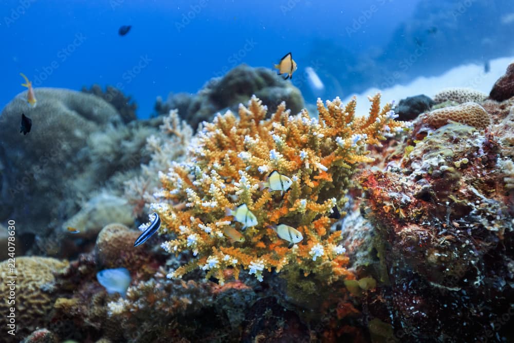 Palau Diving - Dascyllus reticulatus