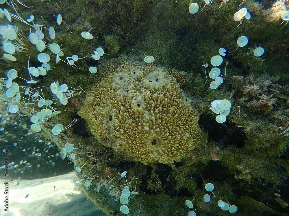 Stinker sponge (Sarcotragus fasciculatus) undersea, Aegean Sea, Greece, Halkidiki