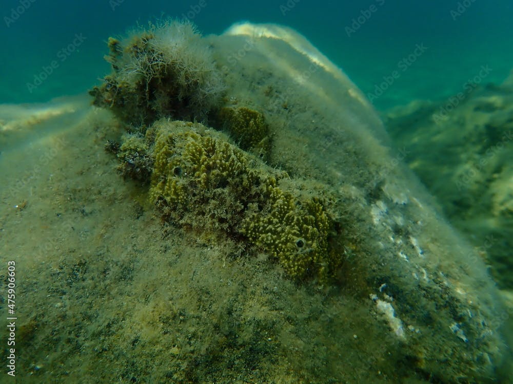 Stinker sponge (Sarcotragus fasciculatus) undersea, Aegean Sea, Greece, Halkidiki
