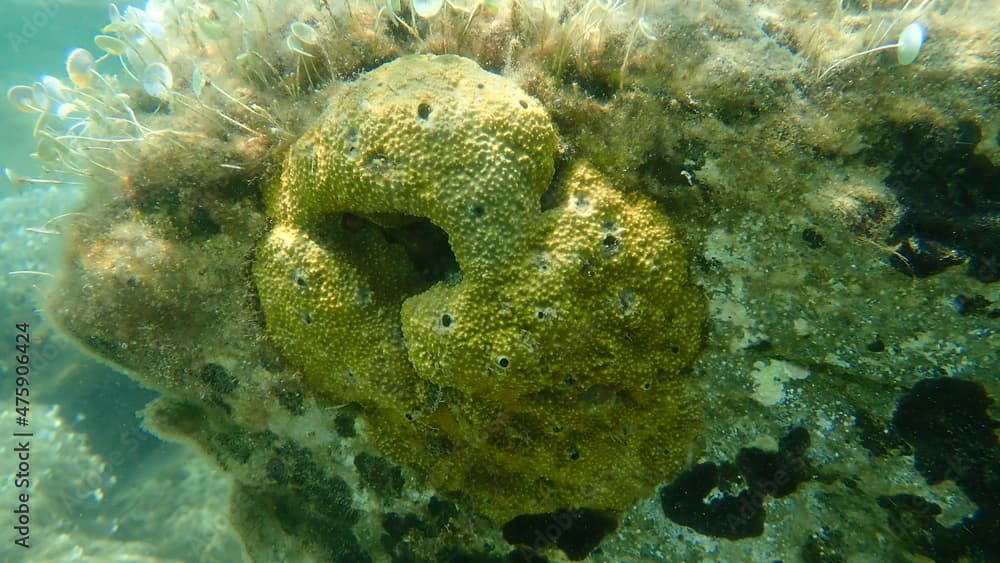 Stinker sponge (Sarcotragus fasciculatus) undersea, Aegean Sea, Greece, Halkidiki
