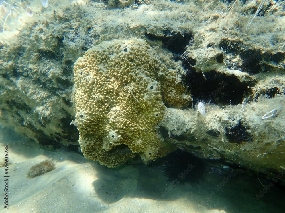 Stinker sponge (Sarcotragus fasciculatus) undersea, Aegean Sea, Greece, Halkidiki
