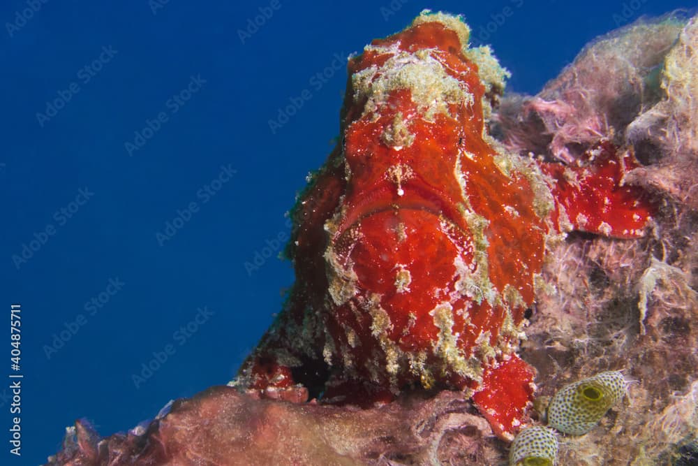  Close up detailed portrait of orange painted frogfish - antennarius pictus