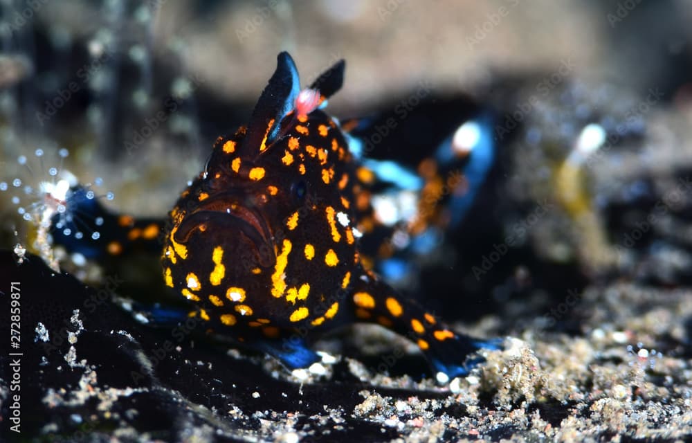 Amazing underwater world - Painted frogfish - Antennarius pictus. Tulamben, Bali, Indonesia.