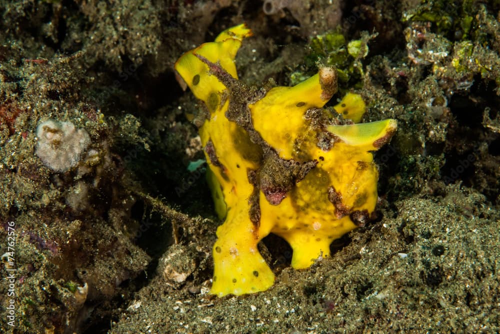 Painted frogfish in Ambon, Maluku, Indonesia underwater