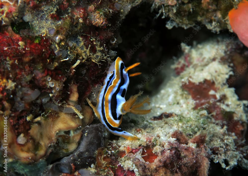 Chromodoris michaeli nudibranch Cebu Philippines