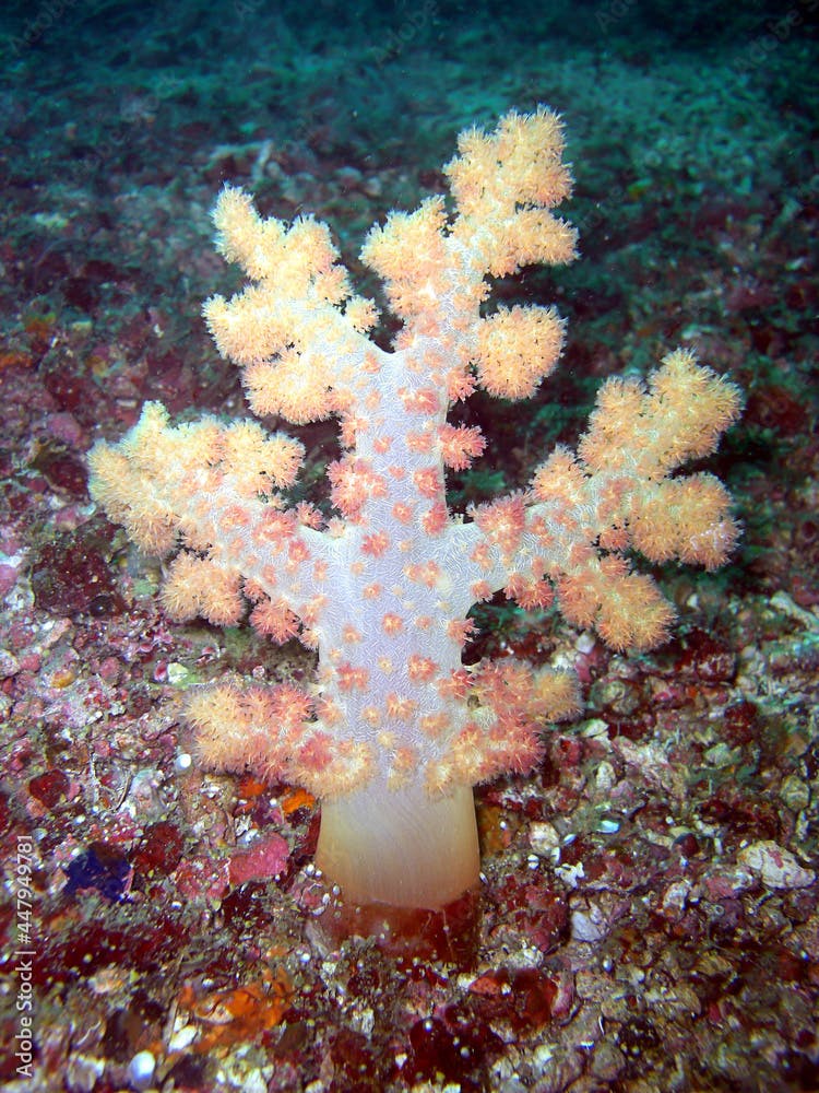 Tree soft Coral (Capnella Imbricata) in the filipino sea 7.2.2015