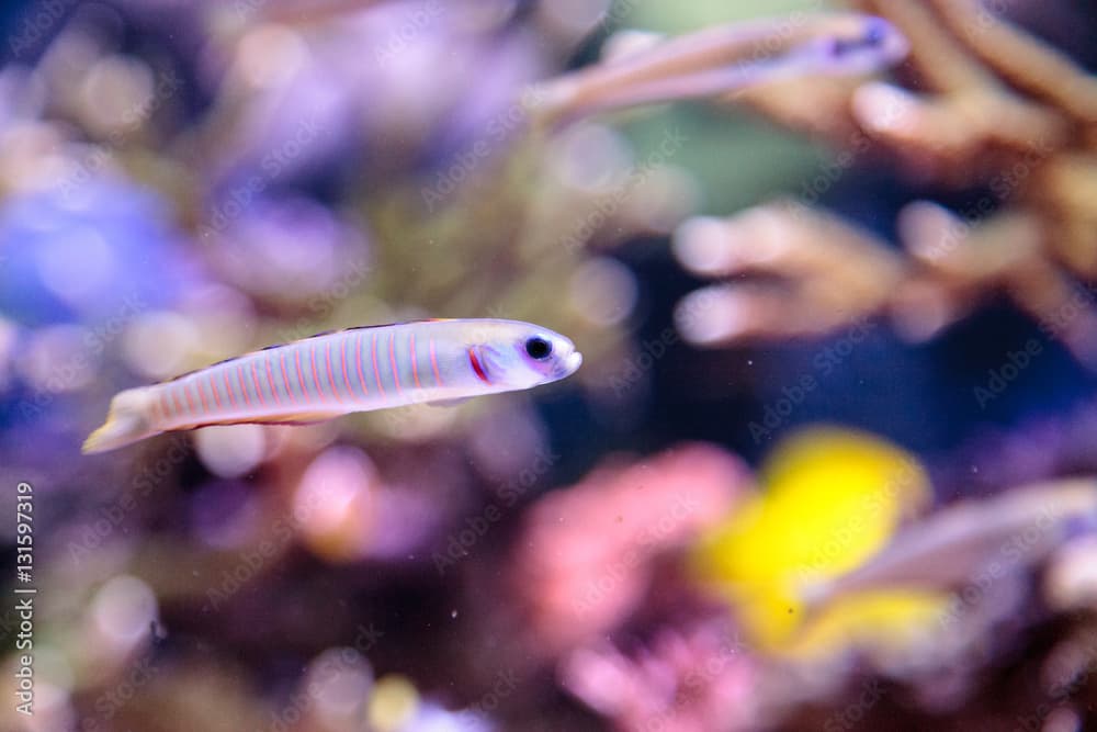 Shotsilk goby Ptereleotris zebra darts around a coral reef aquarium