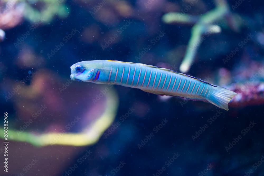 Ptereleotris zebra - Zebra barred dartfish, Chinese zebra goby