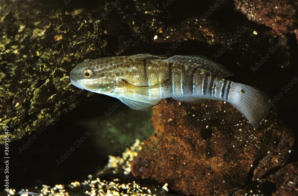 BROWN BARRED GOBY amblygobius phalaena