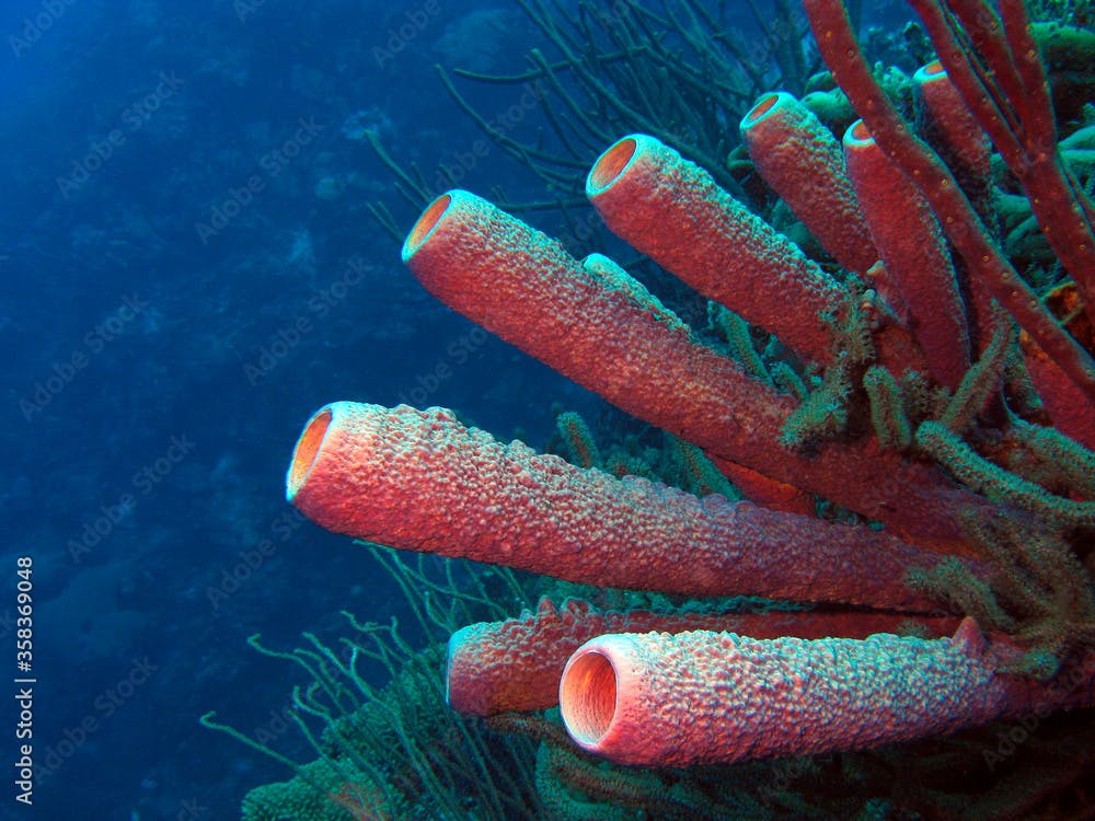 Sponge in the Caribbean sea around Bonaire.