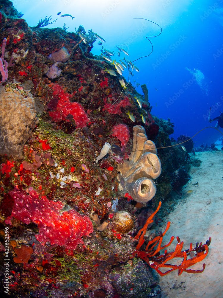 Various sea sponges covering a rock (Playa del Carmen, Quintana Roo, Yucatan, Mexico)