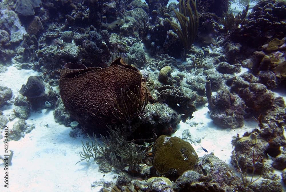 Vase shaped sponge formation in a beautiful Caribbean coral reef