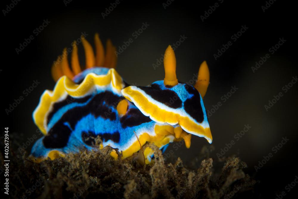 Blue yellow and black chromodoris nudibranch - Chromodoris annae