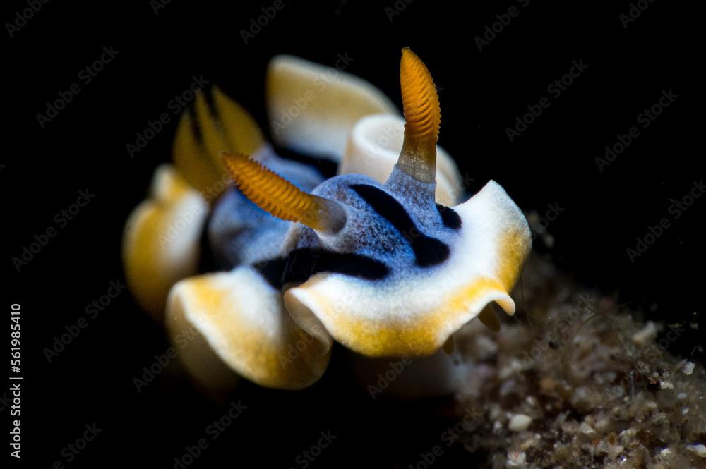 A Chromodoris annae nudibranch