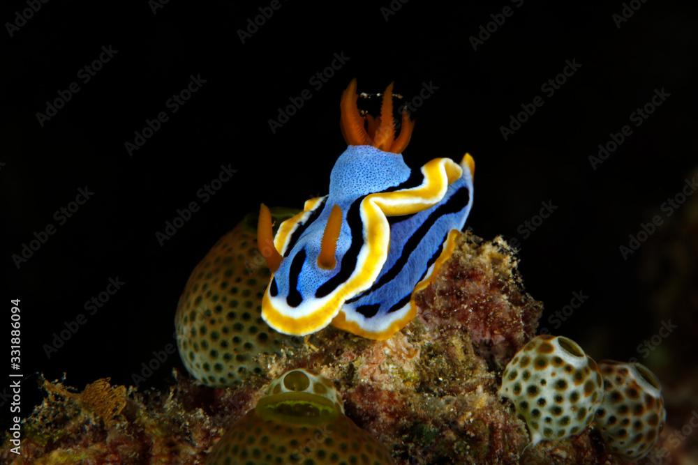 Anna's Magnificent Slug (Chromodoris annae) on a Coral, with Black Background. Gam, Raja Ampat, Indonesia