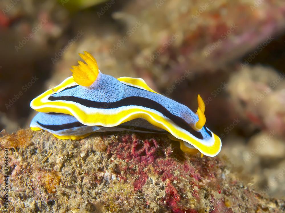 Nudibranch Chromodoris annae