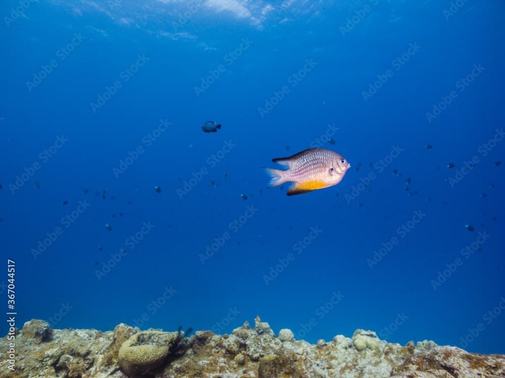 coral reef with fish, blue background. Ie Island, Okinawa, Japan