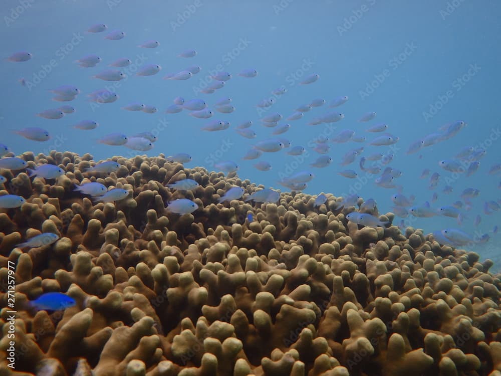 石垣島の海でシュノーケリング