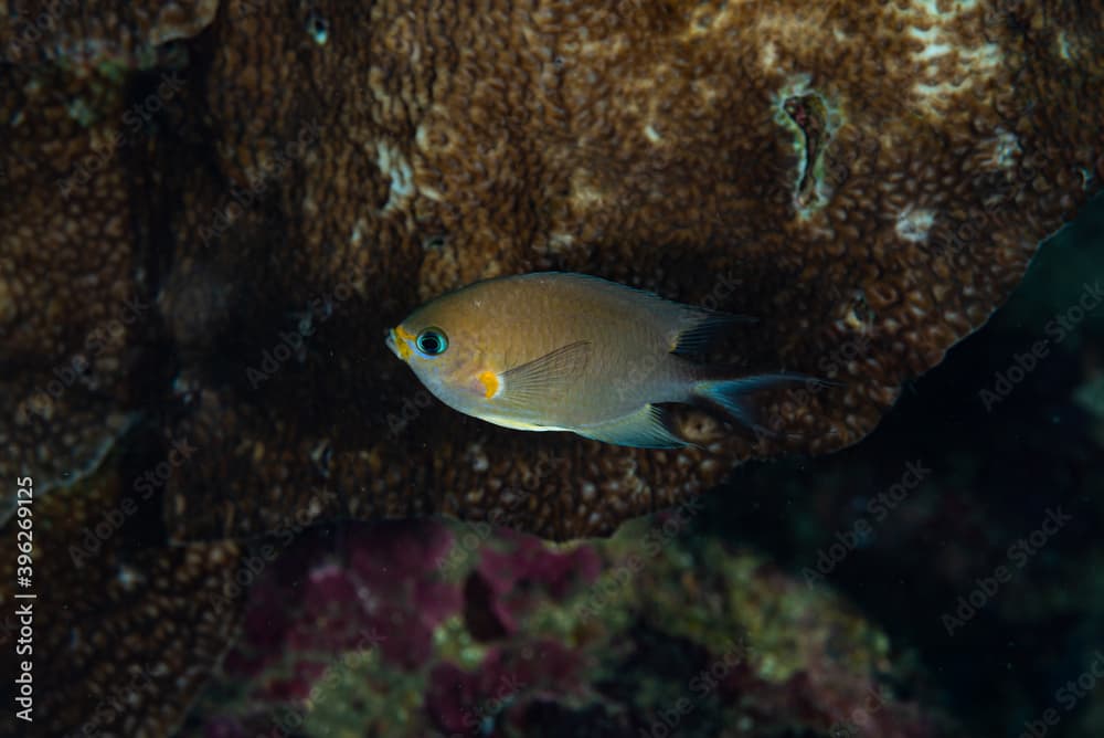 Ambon Chromis Chromis amboinensis