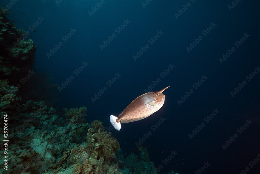 Spotted unicornfish (naso brevirostris) in the Red Sea.