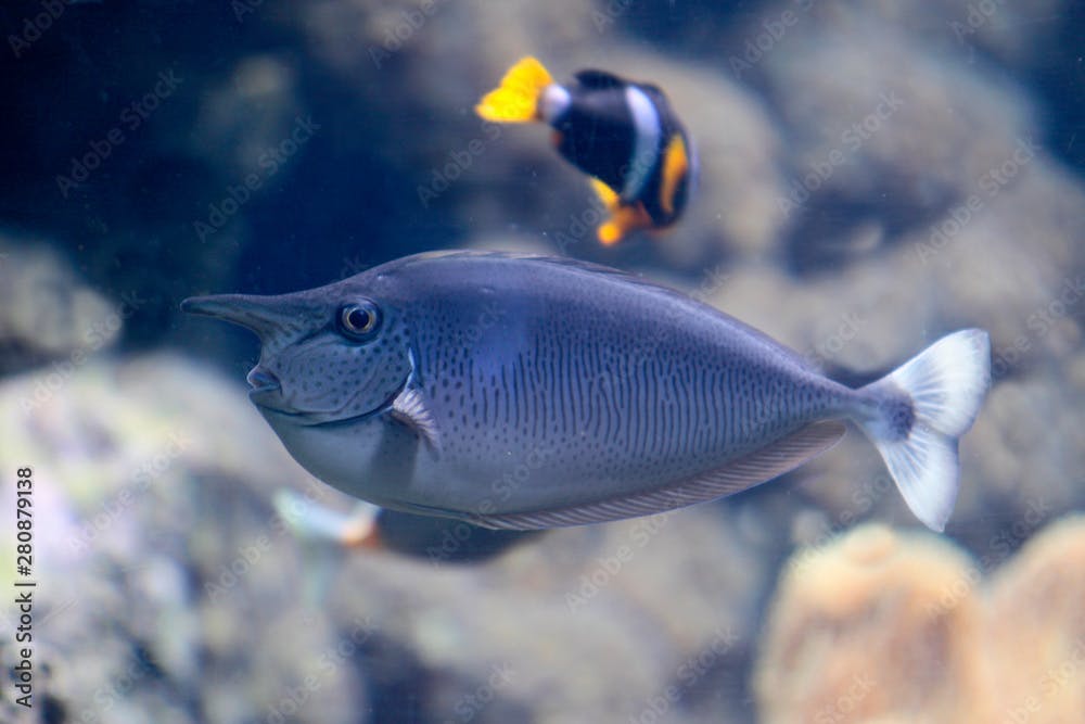  Langnasen-Nasendoktorfisch (Naso brevirostris) Einhornfisch
