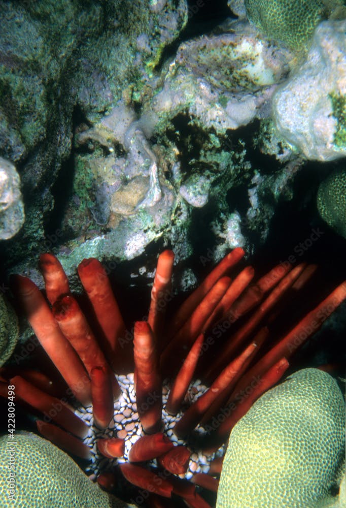 Red Slate Pencil Urchin Living in a Coral Reef in the Tropical Ocean Waters Near Kona, Hawaii